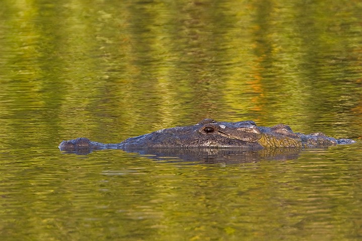 Spitzkrokodil Crocodylus acutus American Crocodile